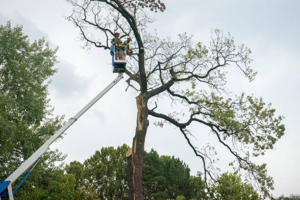 Best Tree and Shrub Care  in Redway, CA